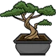 Cây cảnh bonsai 