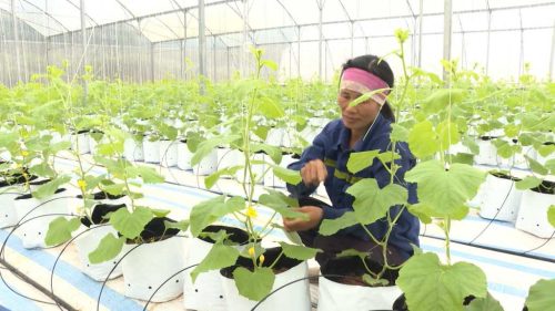 Chuyển đổi số trong nông nghiệp