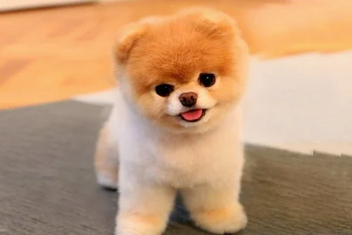 boo puppie for sale