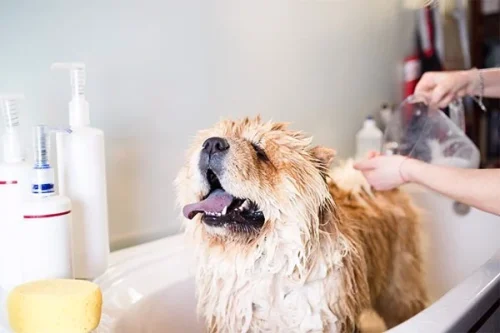 chowchow in bath at groomers 9f843fcfe0aa44dcb856c33e642d0c4f grande